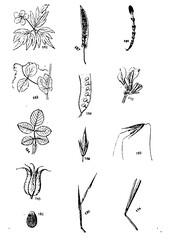 Galícia's Flowers set of hand drawn flowers vector illustration