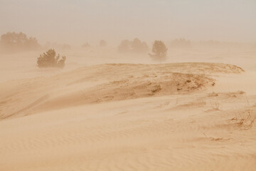 The send of the Desert. Sahara send texture. Thousand kilometers of row of sand dunes, barkhan belt and fixed by special plants sands, pebbly upland sand plots, thorny bushes. Send storm