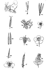 Galícia's Flowers set of hand drawn flowers vector illustration