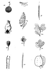 Galícia's Flowers set of hand drawn flowers vector illustration