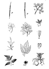 Galícia's Flowers set of hand drawn flowers vector illustration
