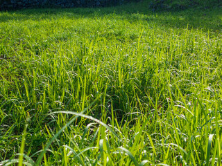 梅雨明けの夏の日差しで伸びた公園の青々とした芝生