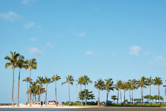 ハワイ・ホノルルのアラモアナビーチのヤシの木と空