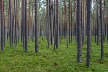 Pine forest at summer.