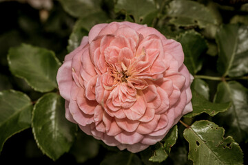 Obraz premium Blooming pink peony flower bud 