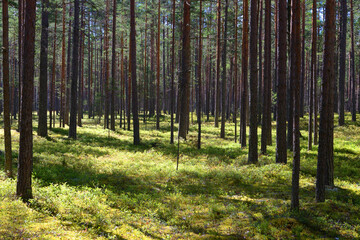 Fototapeta na wymiar Pine forest at summer.