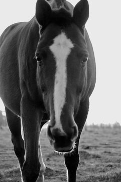 Caballo curioso