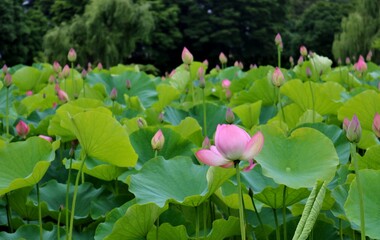 蓮池　大賀蓮　夏　風景　田舎