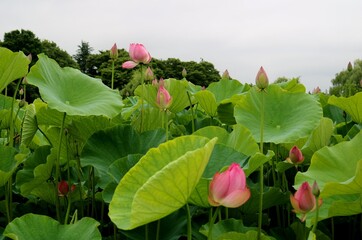 蓮池　大賀蓮　夏　風景　田舎