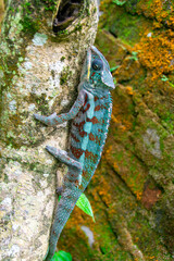 マダガスカルのウスタレカメレオン(Malagasy giant chameleon)