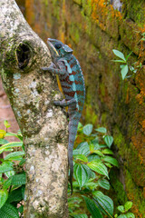 Obraz na płótnie Canvas マダガスカルのウスタレカメレオン(Malagasy giant chameleon)