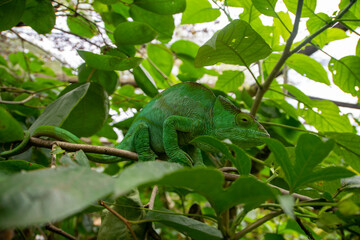 マダガスカルのパーソンカメレオン(Calumma parsonii)