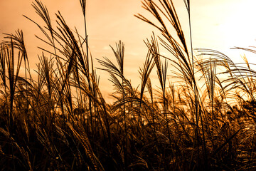 Beautiful Silver grass,Miscanthus sinensis at sunset.
