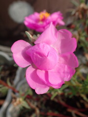 夏の朝に蕾から開いた松葉ボタン