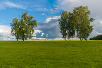 Fototapeta na wymiar summer landscape, birches trees in the field, green meadow to the horizon