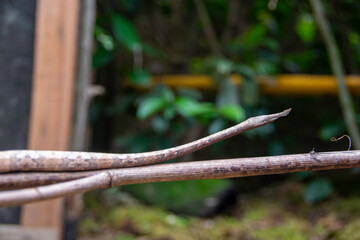 マダガスカルの蛇