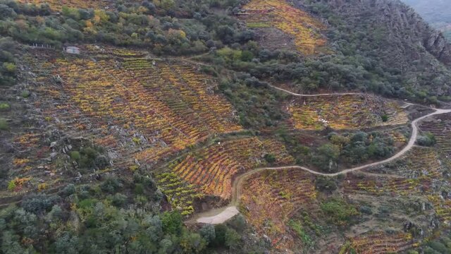 Vineyards in mountains. Ribeira Sacra. Galicia,Spain. Aerial Drone Footage