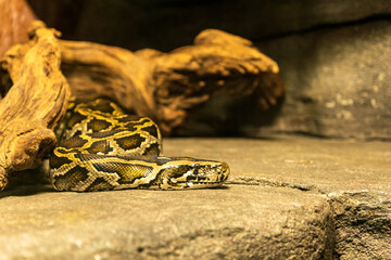 Tiger python, Python molurus closeup snake portrait.