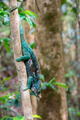 マダガスカルのテングカメレオン (Antimena chameleon) (Furcifer antimena)