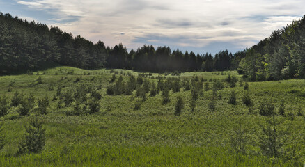 A green meadow between lines of evergreen trees.