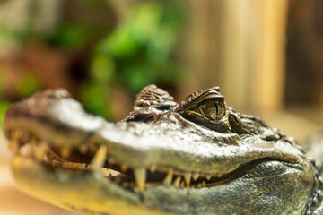 Spectacled caiman wildlife predator portrait, caiman crocodilus.