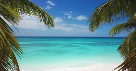 Aerial view of motion through the leaves of palm trees to the horizon over the beautiful tropical beach and turquoise water of caribbean sea. Clear blue sky on background - Powered by Adobe