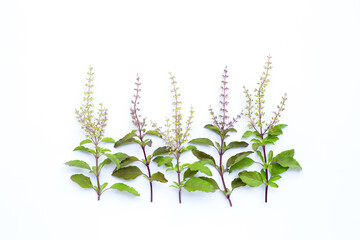 Holy basil leaves with flower on white background.