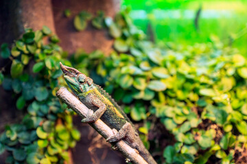 Jacksons chameleon, Trioceros jacksonii closeup reptile chameleon portrait in natural environment..