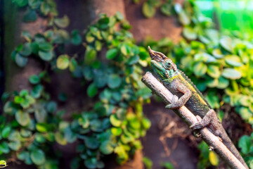 Jacksons chameleon, Trioceros jacksonii closeup reptile chameleon portrait in natural environment..