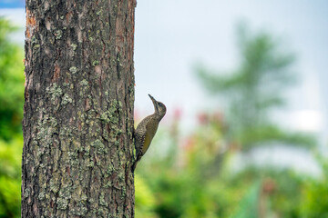 Green woodpecker, Picus viridis bird portrait outdoors.