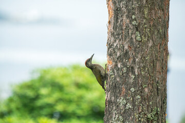 Green woodpecker, Picus viridis bird portrait outdoors.