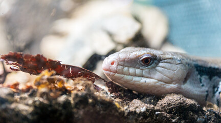Blue tongued skink, Tiliqua nigrolutea reptile portrait.