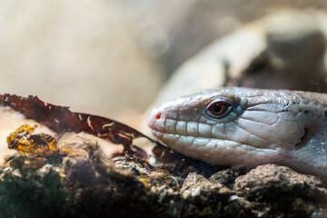 Blue tongued skink, Tiliqua nigrolutea reptile portrait.