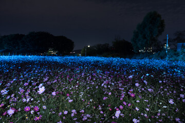 The night view of flower field.
