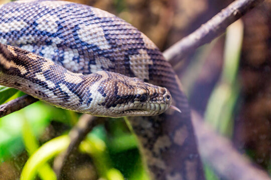 Carpet python, morelia spilota close up reptile portrait.