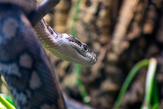 Carpet python, morelia spilota close up reptile portrait.
