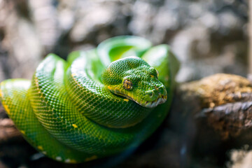 Green tree python, Morelia viridis closeup reptile portrait.