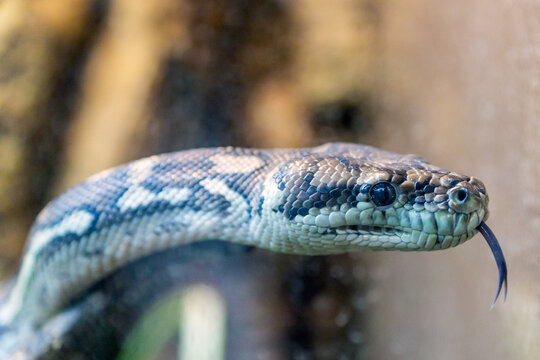 Carpet python, morelia spilota close up reptile portrait.