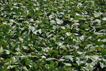 High angle full frame close-up view of an area of ground covering ivy