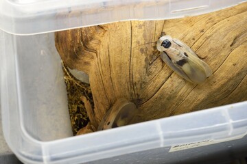 Giant cockroach Blaberus giganteus in terrarium container, close-up. Wooden texture in the...