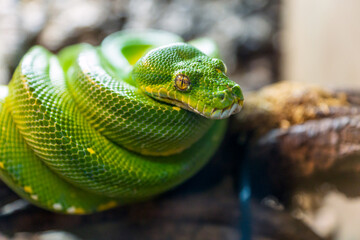 Green tree python, Morelia viridis closeup reptile portrait.