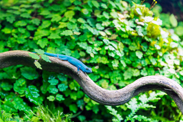 electric blue gecko, lygodactalys williams closeup shot while sitting on branch with green terrarium backgound.