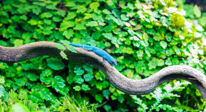 electric blue gecko, lygodactalys williams closeup shot while sitting on branch with green terrarium backgound.
