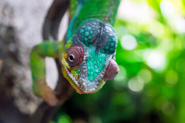 Panther chameleon, furcifer pardalis closeup reptile portrait.