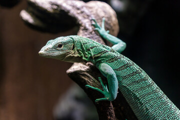 Naklejka na ściany i meble Emerald tree monitor, Varanus prasinus closeup reptile portrait.