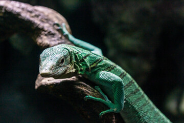 Emerald tree monitor, Varanus prasinus closeup reptile portrait.