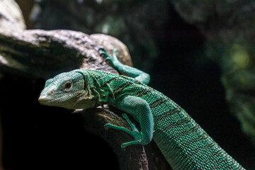 Emerald tree monitor, Varanus prasinus closeup reptile portrait.