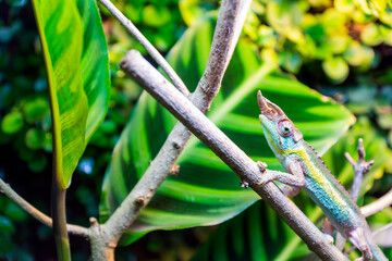 Jacksons chameleon, Trioceros jacksonii closeup reptile chameleon portrait in natural environment..