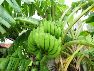 Racimo de bananos verdes