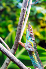 Jacksons chameleon, Trioceros jacksonii closeup reptile chameleon portrait in natural environment..